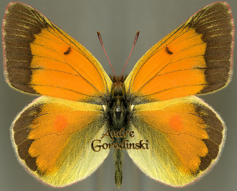 http://www.gorodinski.ru/pieridae/Colias staudingeri pamira.jpg